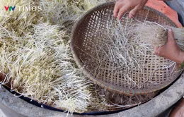 Lắng nghe giá đỗ kể về hành trình "vươn mình trong cát"