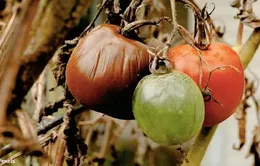 Thực phẩm nhanh hỏng đe dọa sức khỏe hàng trăm triệu người