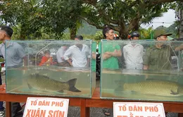 Sôi nổi hội thi cá trắm sông Son