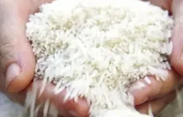 Gạo Việt đắt hàng