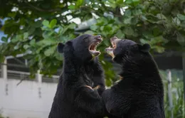 Du lịch gắn với bảo tồn động vật hoang dã
