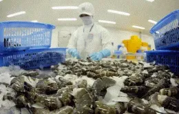 Ngành tôm tìm cách giảm phụ thuộc vào thị trường Mỹ