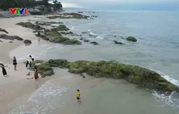 Bình yên bãi rạng thu hút du khách