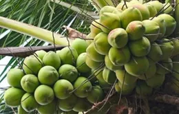 Giá dừa lập đỉnh mới