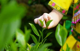 Bảo vệ “hương vị xứ trà”, hướng tới thương hiệu trà quốc gia
