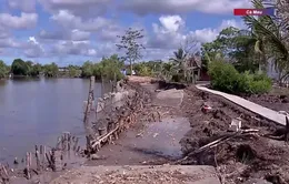 Cà Mau: Thi công kè gây sạt lở bờ sông