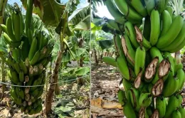 Truy bắt đối tượng chặt phá gần 5 tấn chuối ở Đồng Nai