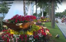 Đường hoa biển giữa lòng thành phố Đà Nẵng