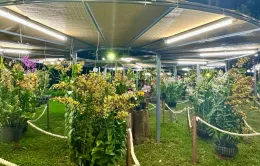 Festival hoa lan TP Hồ Chí Minh 2025: Chuyến tàu đa sắc kết nối ba miền