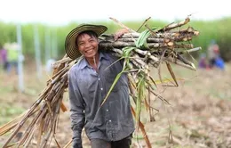 Doanh nghiệp mía đường điêu đứng vì đường lậu