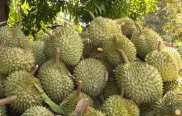 Sầu riêng trúng mùa nhưng rớt giá