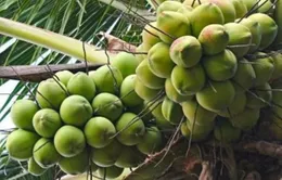 Tăng thêm lợi thế cạnh tranh cho dừa Việt Nam