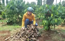 Đắk Lắk: Nhiều hộ dân bị cắt trộm hồ tiêu nghi để làm cây giống