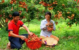 Vải vào vụ sớm, đơn hàng xuất khẩu tăng vọt