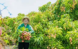 Nông dân ở Đắk Lắk "trúng đậm" vì vải thiều được mùa được giá