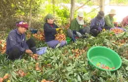 Tiềm năng xuất khẩu vải chín sớm ở tây Nguyên