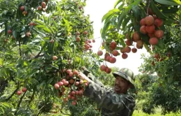 Thu hoạch vải dự kiến tăng 30%