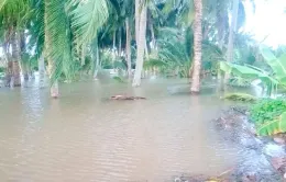 Trà Vinh công bố tình huống khẩn cấp sạt lở đê bao khu vực Cồn Hô