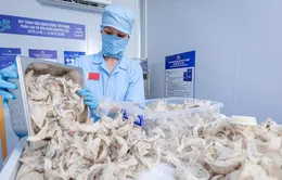 Tổ yến Việt cạnh tranh với Malaysia và Indonesia