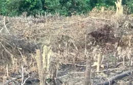Quảng Bình: Xử phạt 37,5 triệu đồng đối với một cá nhân về hành vi phá rừng trái phép