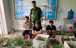 Phát hiện "vườn" cần sa 317 cây trong nhà dân tại Hải Phòng
