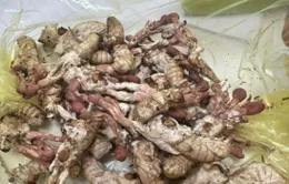Gia Lai: Ăn nấm mọc trên nhộng ve sầu 1 người đàn ông nguy kịch