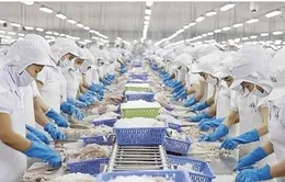 Thủy sản Việt Nam tìm cách thoát “bẫy phụ thuộc”