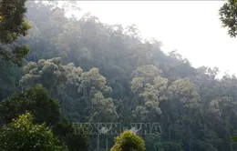 Đà Nẵng cảnh báo nguy cơ xảy ra cháy rừng