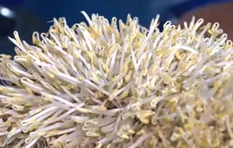 60 tấn giá đỗ "ngậm độc" len lỏi khắp chợ: Biết độc vẫn làm, biết hại vẫn bán