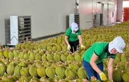 Kiến nghị gỡ khó xuất khẩu sầu riêng sang Trung Quốc
