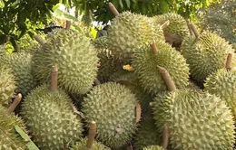 Cắt 100 mã vùng trồng, siết chặt chất cấm trên sầu riêng