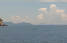 Cá heo xuất hiện ở Vịnh Nha Trang