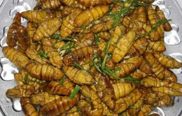Sốc phản vệ nặng sau khi ăn nhộng tằm