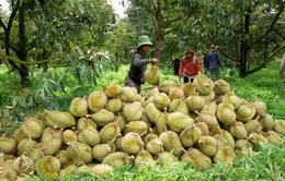 Trung Quốc cập nhật thêm 829 mã vùng trồng, 131 mã đóng gói sầu riêng của Việt Nam
