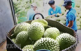 Thêm cơ hội cho sầu riêng Việt tại Trung Quốc
