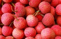 Mở rộng kết nối tiêu thụ vải thiều