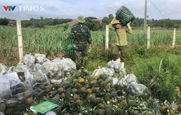 Nông dân Nghệ An phấn khởi vì mùa dứa bội thu, giá cao ngất ngưỡng