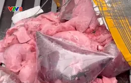Quảng Trị bắt giữ vụ vận chuyển 600 kg nội tạng động vật trái phép
