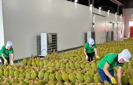 Thúc đẩy sản xuất và xuất khẩu sầu riêng bền vững