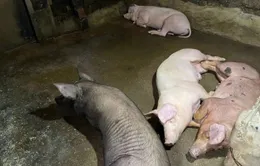 Nghệ An: Dịch tả lợn châu Phi bùng phát ở huyện Thanh Chương
