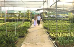 Trồng lúa thông minh, tưới cây bằng cảm biến ở Tiền Giang