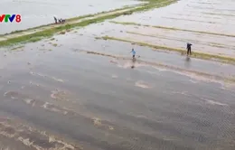 Nông dân Hà Tĩnh cứu lúa