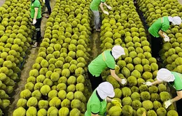 Xuất khẩu nông sản không còn là "cuộc chơi" giá rẻ