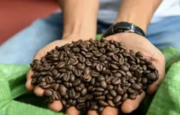 Giá cà phê Robusta lao dốc