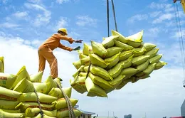 VCCI kiến nghị bỏ rào cản với doanh nghiệp xuất khẩu gạo