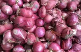 Hành tím Ninh Thuận chinh phục thị trường thế giới