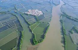 Phục hồi rừng ngập mặn đầm Nha Phu: Kỳ vọng một vành đai xanh tương lai