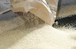 Nhật Bản hỗ trợ khu vực nông thôn ứng phó giá gạo leo thang