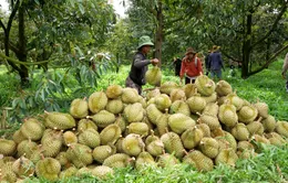 Gỡ khó xuất khẩu sầu riêng sang Trung Quốc