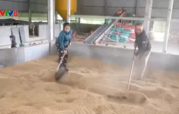 Người dân Hà Tĩnh gấp rút sấy lúa sau lũ